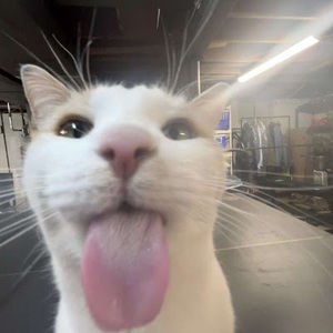 Meet your Posher, Valentine